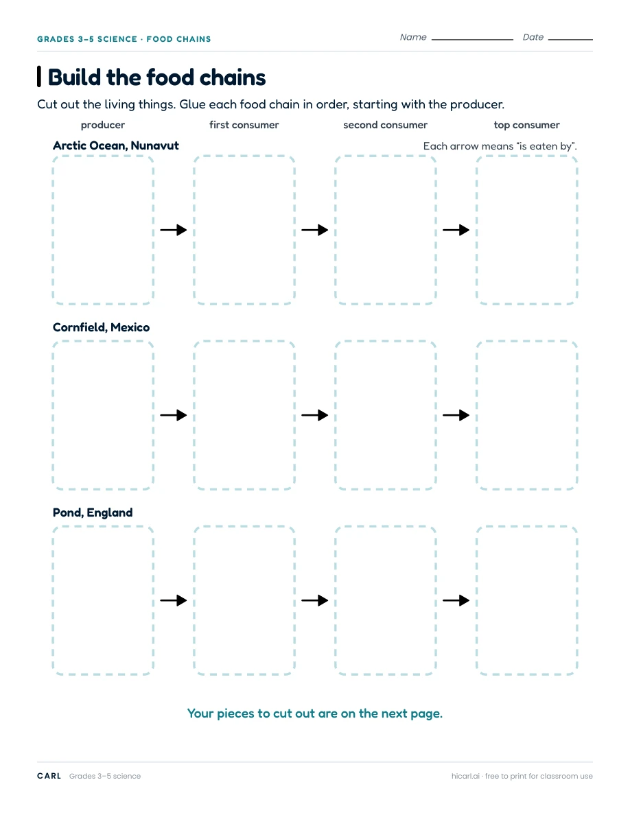 Build the food chains worksheet preview