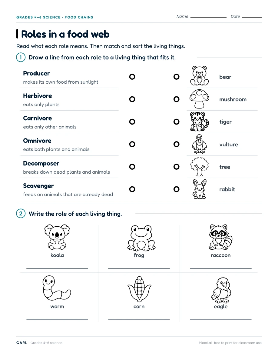 Roles in a food web worksheet preview