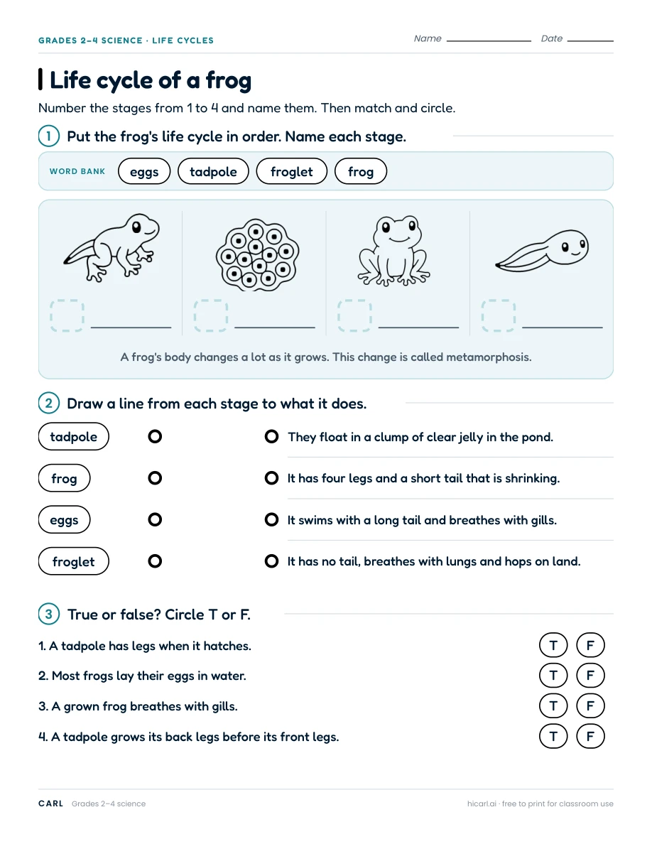 Life cycle of a frog worksheet preview