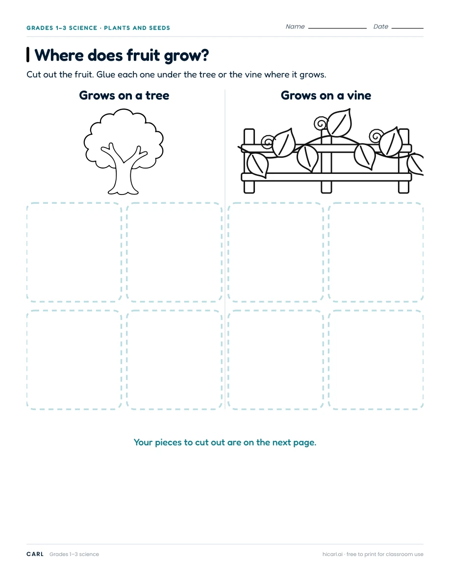 Where does fruit grow? worksheet preview