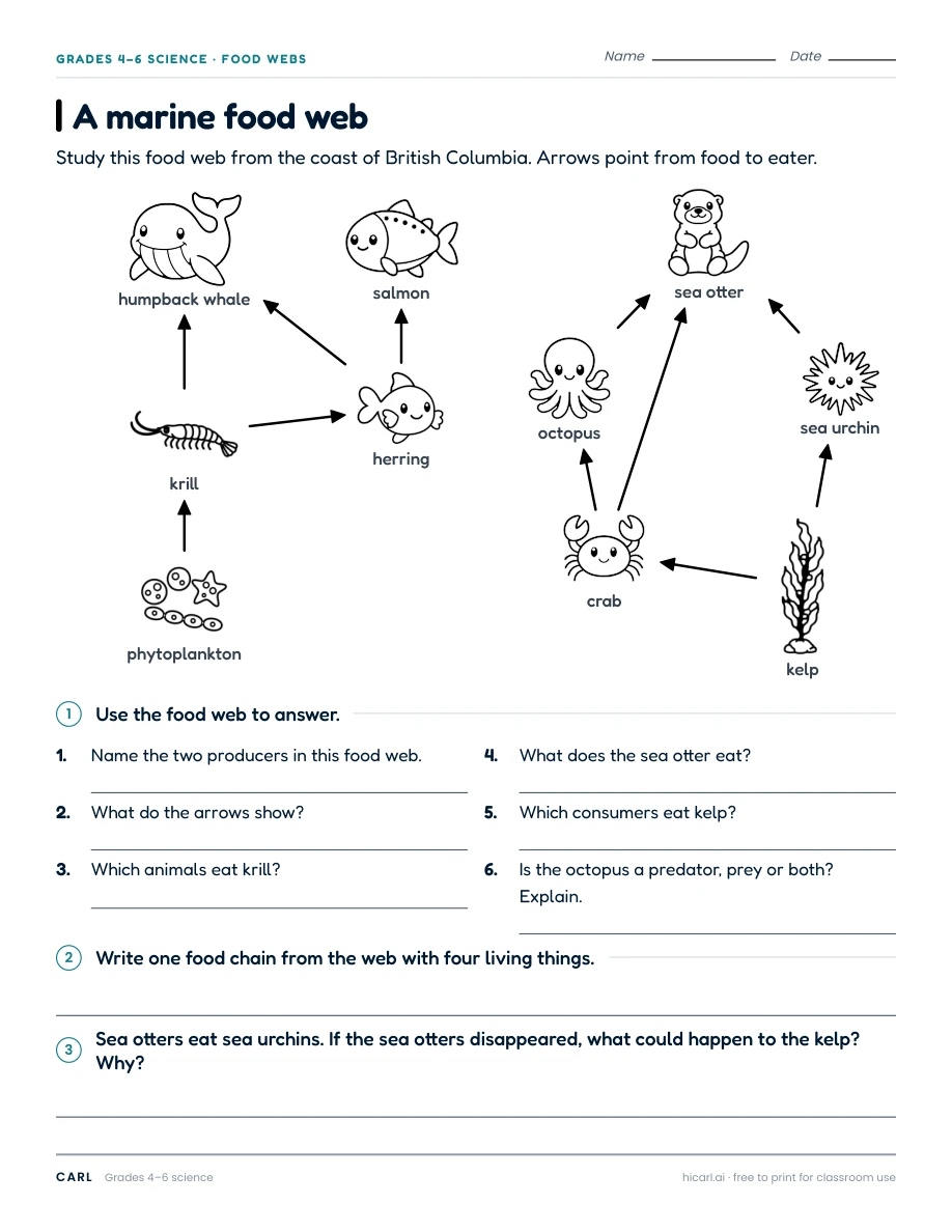A marine food web worksheet preview