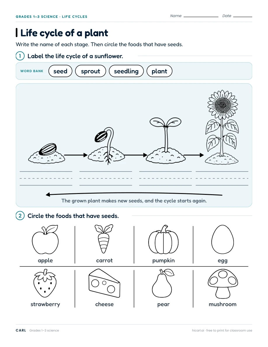 Plant and animal life cycle worksheets preview
