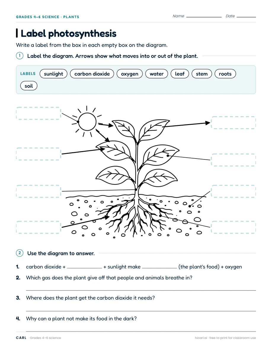 Label photosynthesis worksheet preview