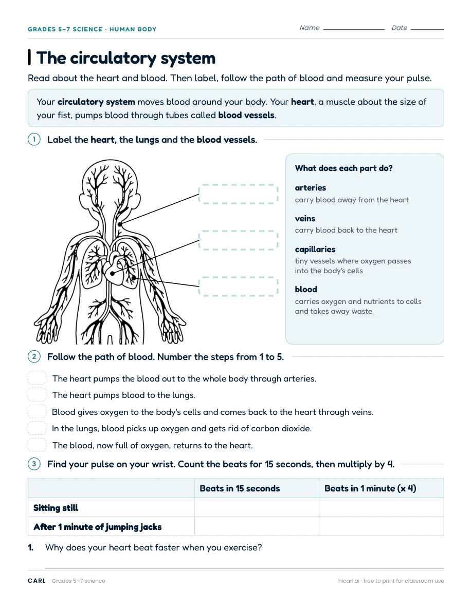 The circulatory system worksheet preview