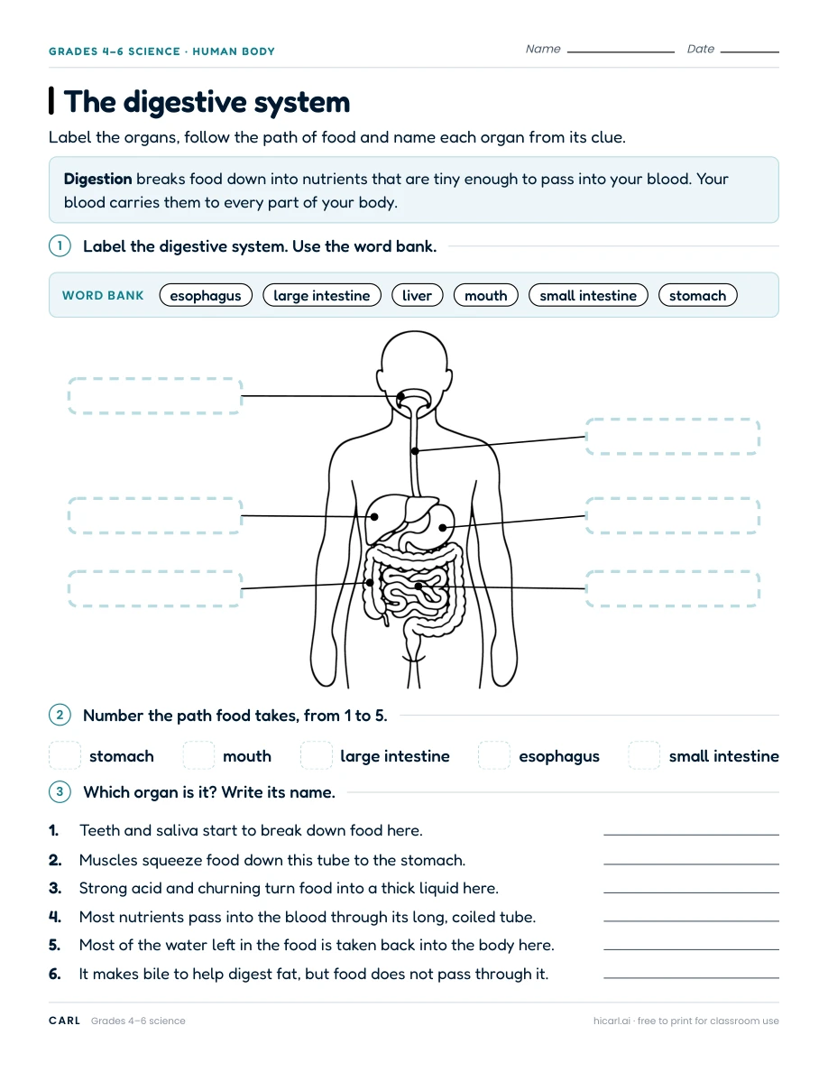 Human body systems worksheets preview