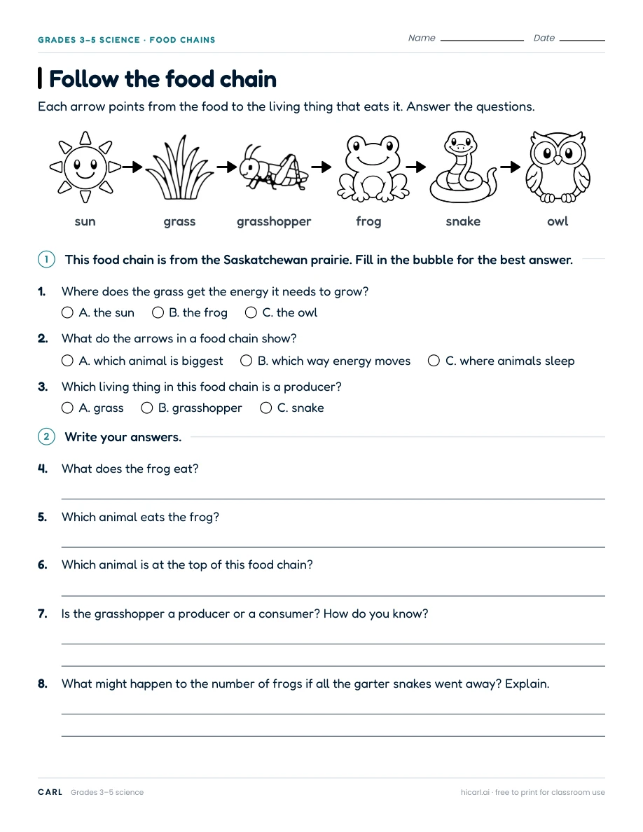 Food chains and food webs worksheets preview