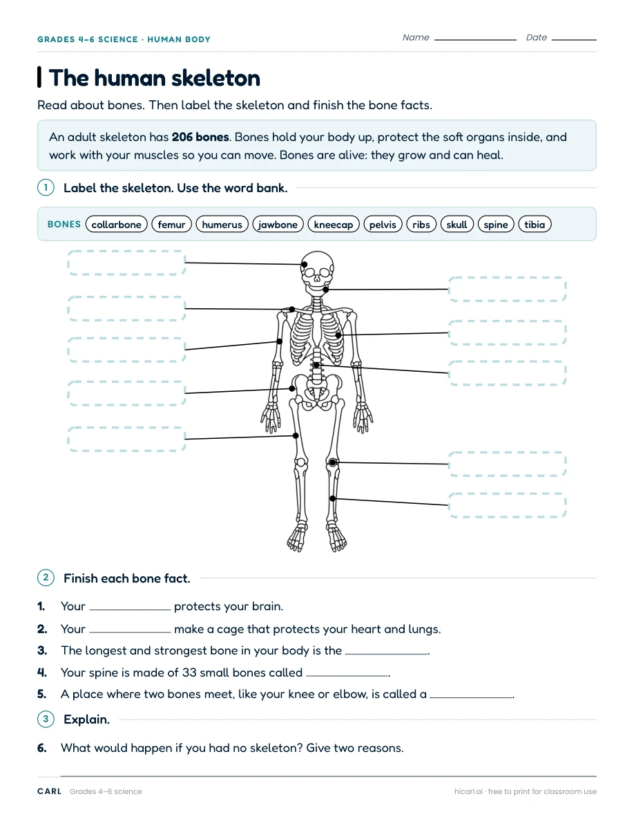 Human body systems worksheets preview