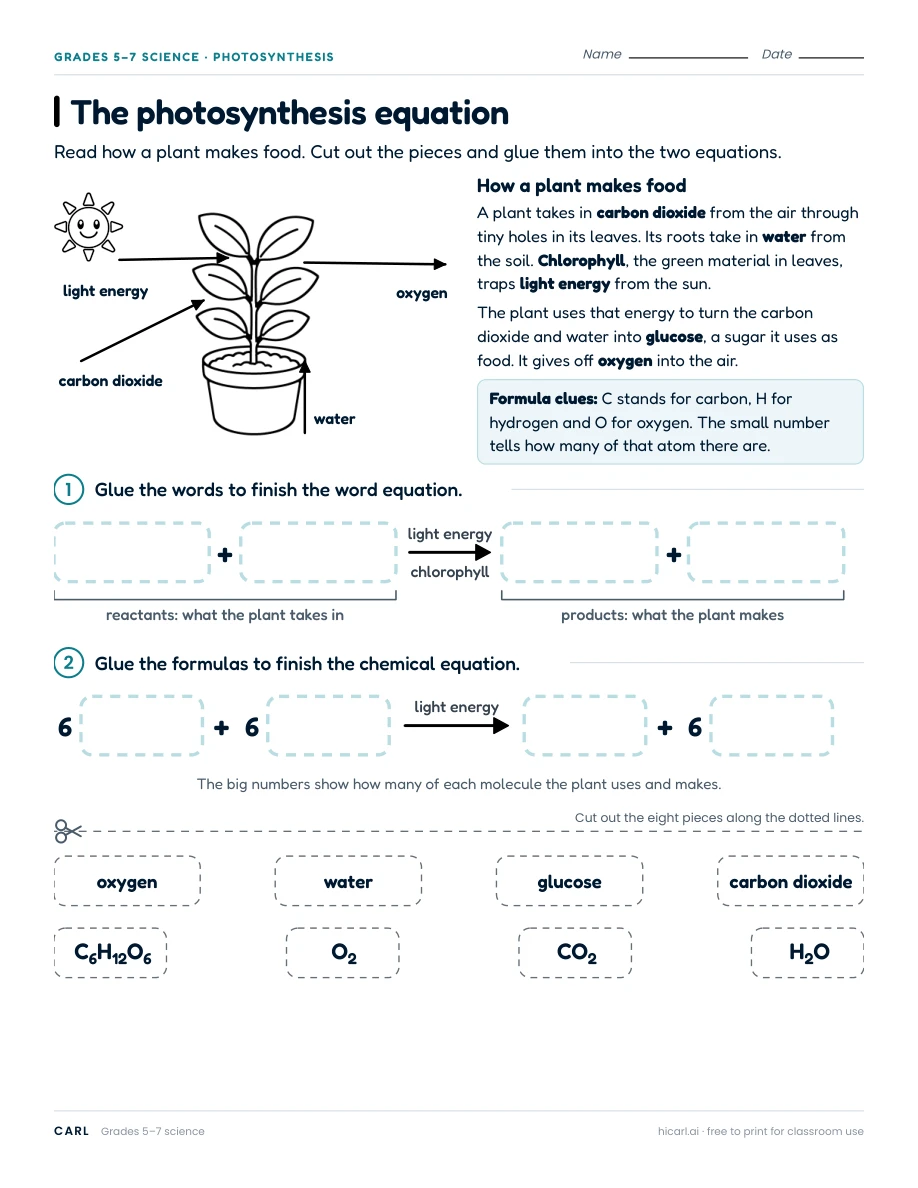 The photosynthesis equation worksheet preview