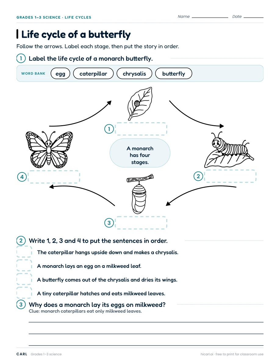Life cycle of a butterfly worksheet preview