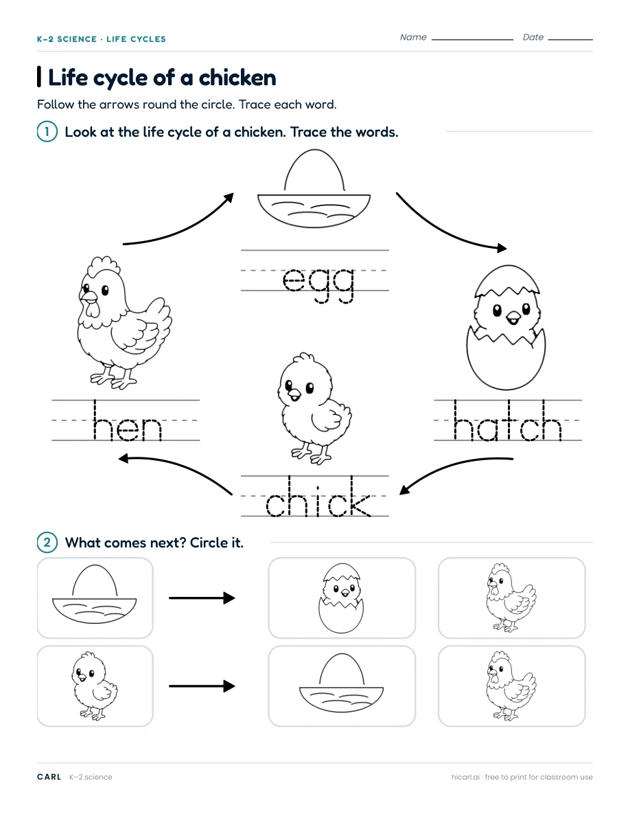 Plant and animal life cycle worksheets preview