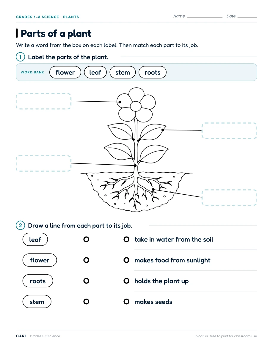 Plant parts and photosynthesis worksheets preview