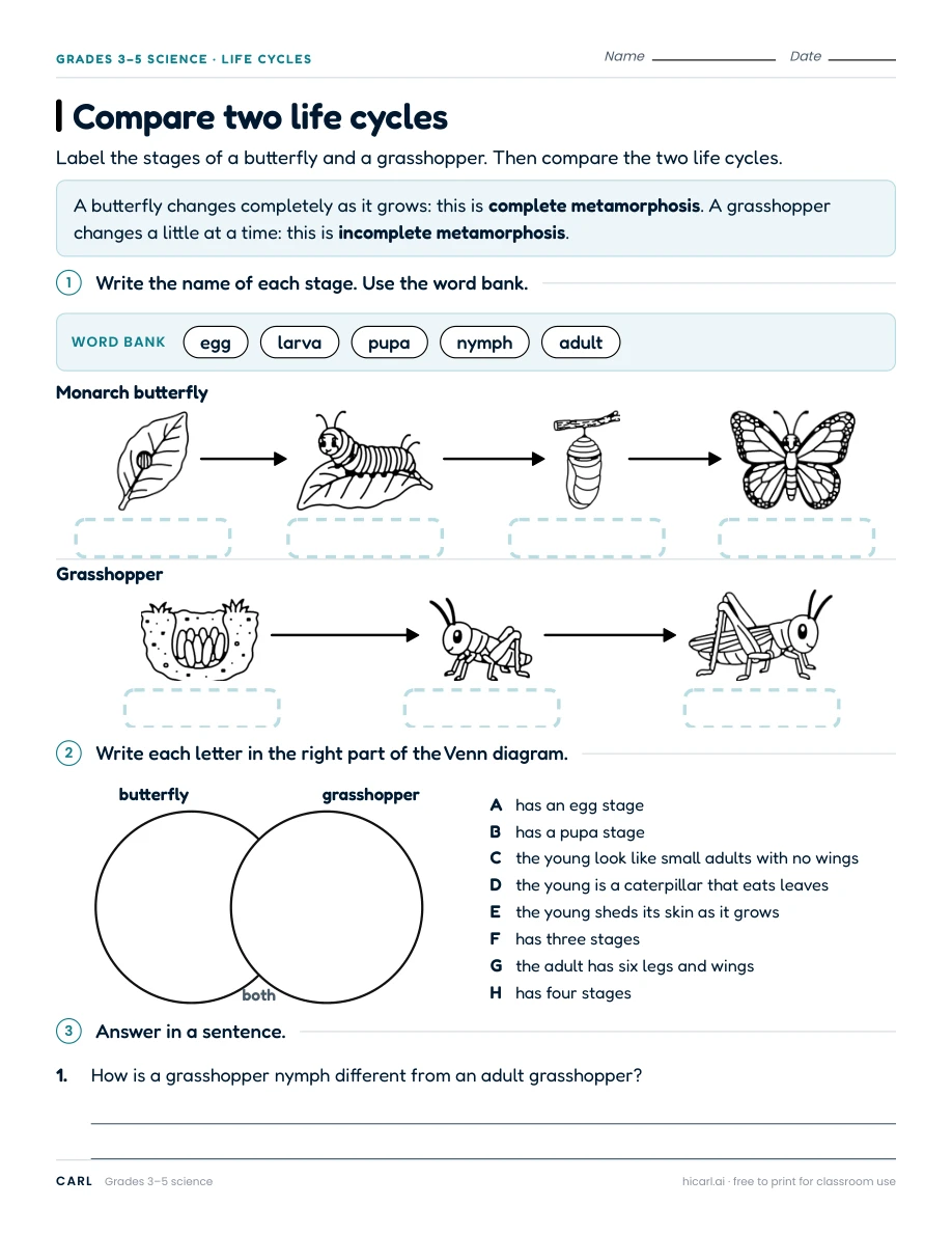 Compare two life cycles worksheet preview