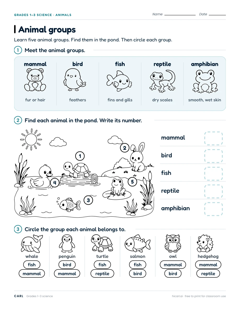 Animal groups and adaptations worksheets preview