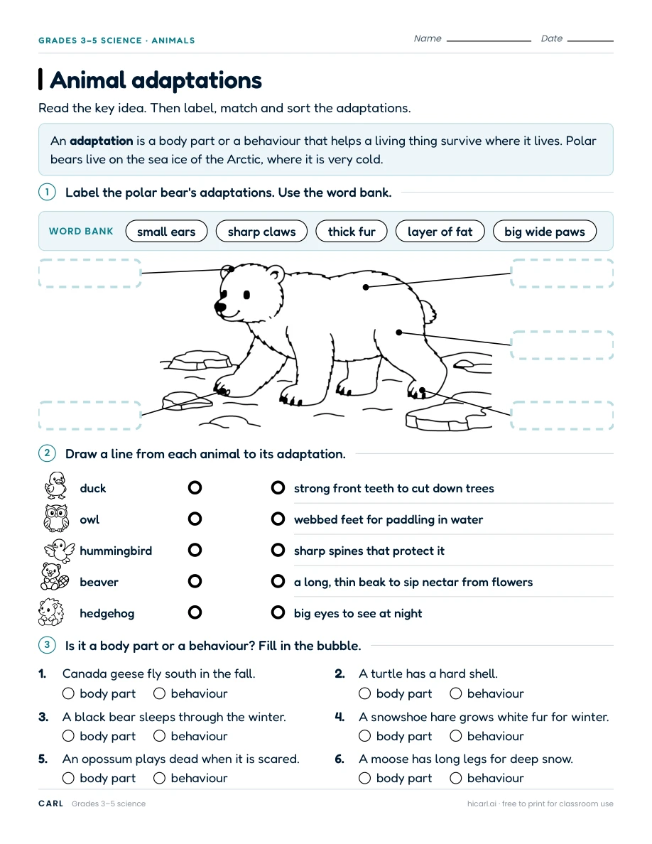 Animal adaptations worksheet preview