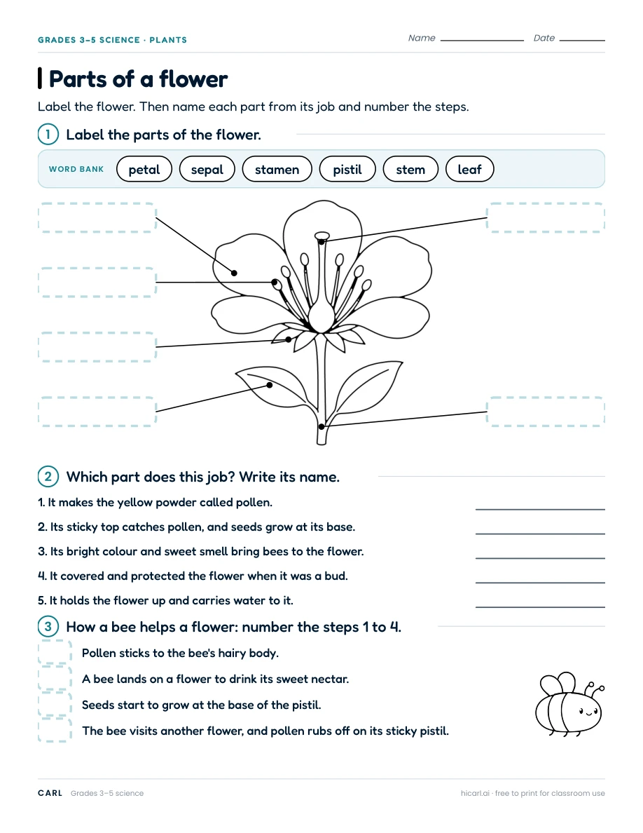 Plant parts and photosynthesis worksheets preview