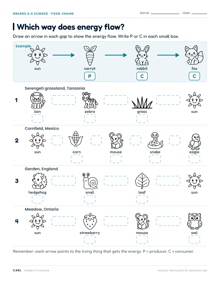Food chains and food webs worksheets preview