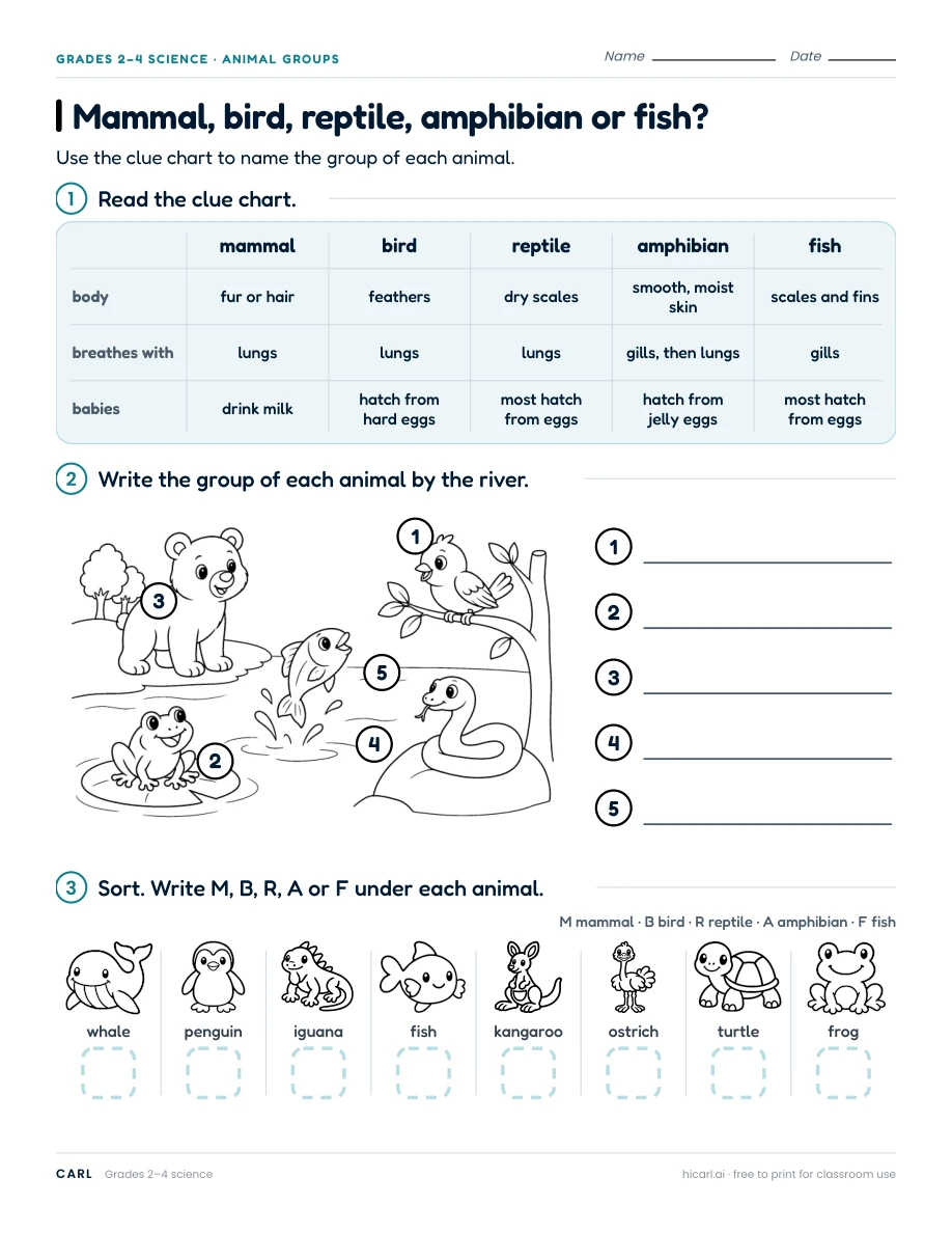Animal groups and adaptations worksheets preview